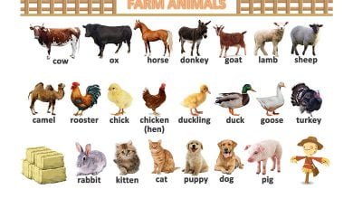 farm-animals-ciftlik-hayvanlari-resimli-sozluk