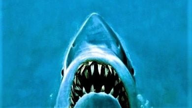 Jaws - Denizin Dişleri