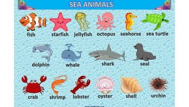sea-animals-deniz-hayvanlari-resimli-sozluk