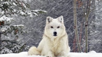 White Fang - Beyaz Diş