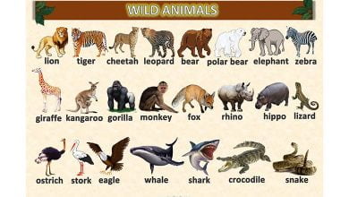 wild-animals-vahsi-hayvanlar-resimli-sozluk